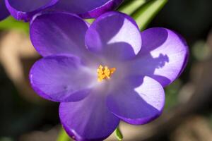 ein schließen oben von ein lila Blume mit ein Gelb Center foto