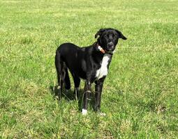 ein schwarz Hund mit ein Halsband Stehen im ein Feld foto