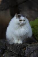 ein flauschige Weiß Katze Sitzung auf ein Felsen foto