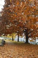 ein groß Herbst Baum mit viele Blätter foto