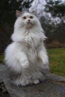 ein flauschige Weiß Katze Stehen auf es ist Hinter Beine foto