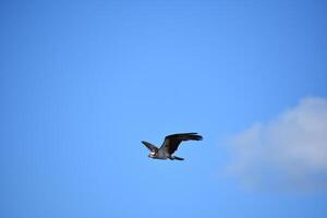 Kreischen und fliegend Fischadler Vogel im Blau Himmel foto