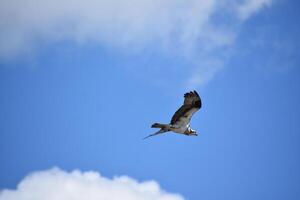 gleiten und fliegend Fischadler im wolkig Sommer- Himmel foto