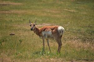 suchen direkt in das Gesicht von ein Gabelbock Damhirschkuh foto