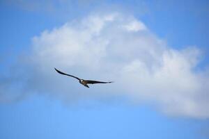 Fischadler mit Flügel verlängert breit im Flug foto