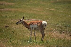 amerikanisch Antilope Weiden lassen im ein groß Feld foto