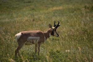 Fantastisch Seite Profil von ein Ponghorn Antilope Dollar foto