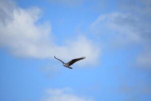 Fischadler im Blau Himmel mit Wolken foto
