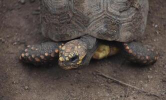 umwerfend schließen oben von ein östlichen Box Schildkröte foto