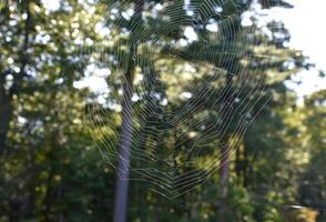 schließen oben von ein gewebte Spinne Netz foto