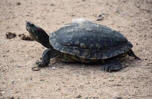 Seite Profil von ein Standard Farbe Schildkröte foto