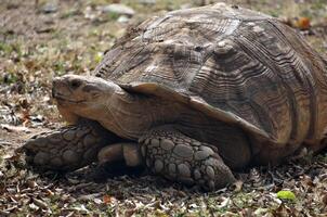 groß Land Schildkröte mit ein groß Schale foto