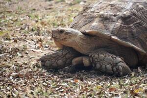 groß Land Schildkröte ziehen um durch Blätter langsam foto