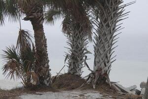 Landschaft um fred Howard Park im Tarpon Federn Florida foto