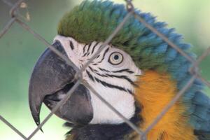 schön Papagei Sitzung im ein Käfig beim ein Zoo foto