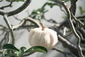 winzig Weiß Kürbis unter das Baum Geäst. foto