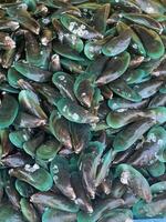 schließen oben von ein Menge von Muscheln im ein Markt foto