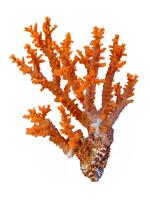 Koralle isoliert auf Weiß Hintergrund foto