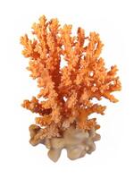 Koralle isoliert auf ein Weiß Hintergrund foto