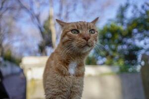 streunend Katze von Istanbul Straße Porträt foto