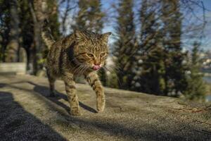 streunend Katze von Istanbul Straße Porträt foto