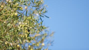 das Geäst von Olive im Kalabrien Region foto