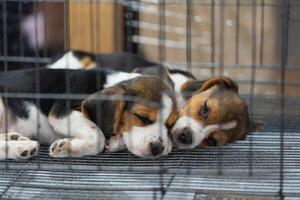 zwei süß Hündchen Beagle Welpen Schlafen im ein Käfig im das Tier speichern. foto