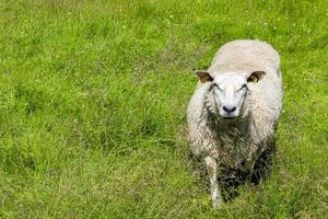weißes wolliges Schaf läuft auf Wiese, Hemsedal, Viken, Norwegen