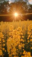 ai generiert sonnendurchflutet Feld von Gelb Blumen foto