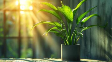 ai generiert Grün eingetopft Pflanze gebadet im Sonnenlicht durch Fenster im heiter Rahmen foto