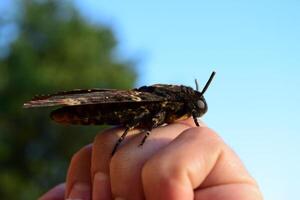 tot Kopf. das groß Schmetterling Zugehörigkeit zu Familie von Braschnik. foto