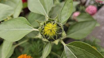 ein Sonnenblume Knospe mit Gelb Blumen und Grün Blätter foto