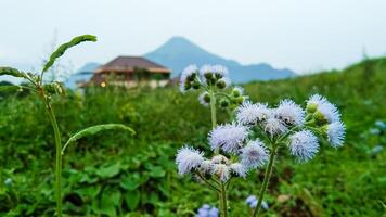 Blau Ziegenbock oder Alter Konyzoiden Blumen foto