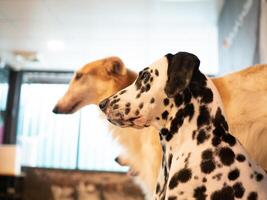 Hund Tier ziemlich süß Hündchen Porträt Kopieren Raum komisch inländisch Säugetier bezaubernd Rasse Kopieren Raum Hintergrund Natur klein jung Freund Studio Eckzahn Pfote genießen Humor Liebe Hund Gesicht Tier Haustier braun Gesicht foto