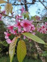 Sakura Rosa Blume blühen auf Baum Hintergrund foto