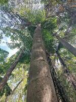 groß Baum Fahren auf Himmel Hintergrund foto