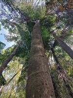 enorm und hoch Botanik im das Wald Hintergrund foto