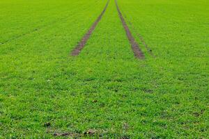 Reifen Spur im ein Grün Feld foto