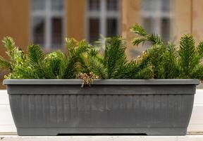 Tanne Geäst im ein Blume Topf beim das Fenster foto