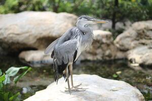 schließen oben von das Cangak abu oder Ardea cinerea Vogel foto