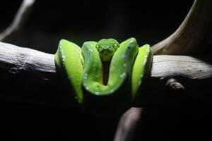 schließen oben von ein Grün Python oder Morelia viridis oder Grün Baum Python foto