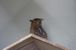 schließen oben von das Beluk Ketupa oder buffy Fisch Eule oder Ketupa Ketupu Vogel foto