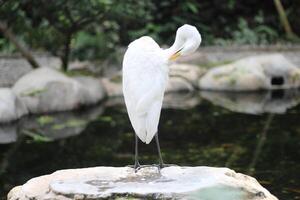 schließen oben von ein kuntul besar oder Ardea alba Vogel foto