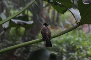 schließen oben von kutilang oder rußig geleitet bulbul Vogel foto