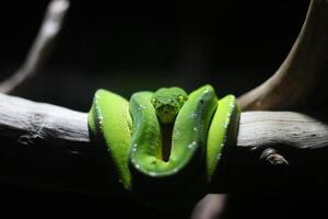 schließen oben von ein Grün Python oder Morelia viridis oder Grün Baum Python foto