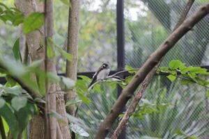 schließen oben von kutilang oder rußig geleitet bulbul Vogel foto