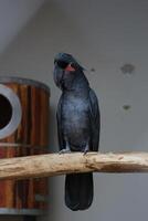 schließen oben von ein Palme Kakadu oder Rüssel aterrimus Vogel foto