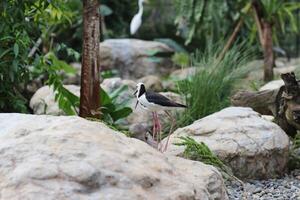 schließen oben von das Gangbande bayam Vogel oder Himantopus Leukozephalus foto