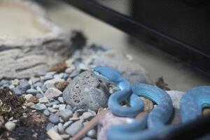 schließen oben von östlichen Viper oder Trimeresurus insularis oder Weiß Lippen Insel Grube Viper foto