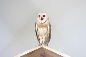 schließen oben von javanisch serak oder tyto alba Vogel foto